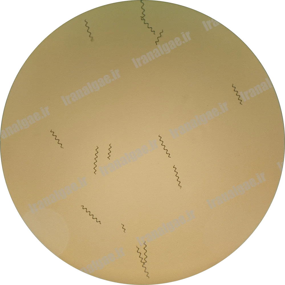 تصویر میکروسکوپی جلبک اسپیرولینا