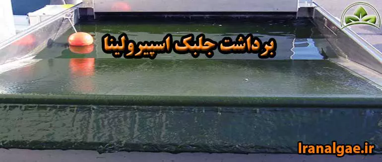 برداشت جلبک اسپیرولینا