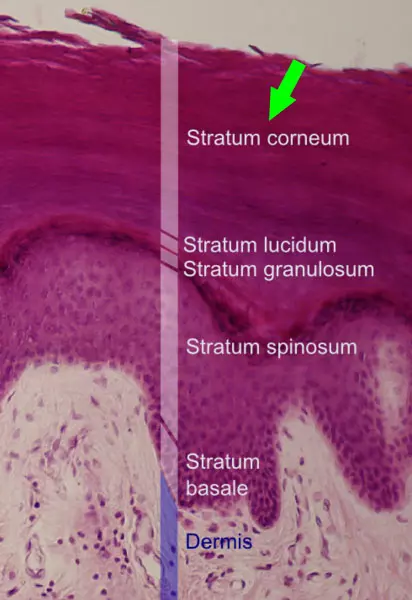 تـاثیر جلبک اسپیرولینا بر پوست