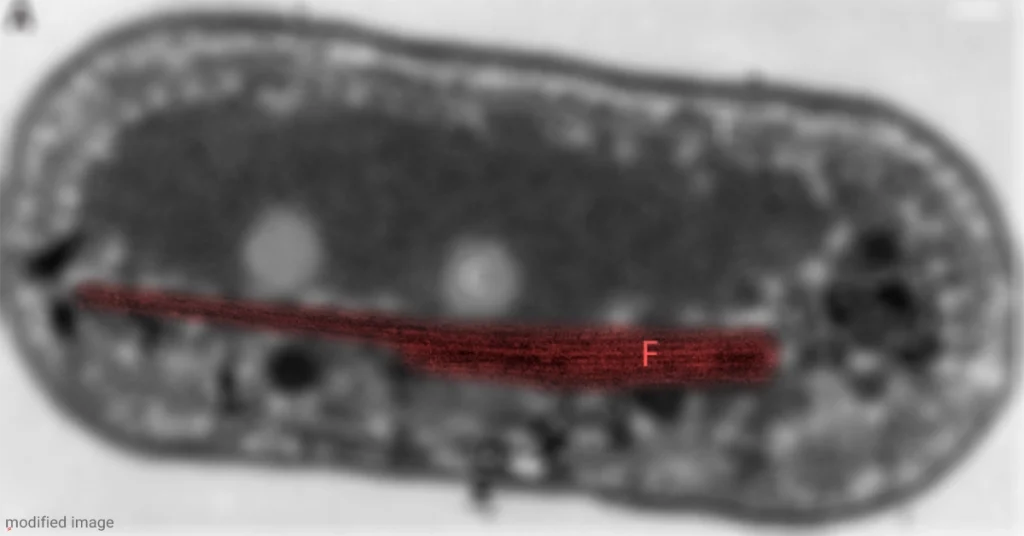 نانوفیبر پروتئین در جلبک