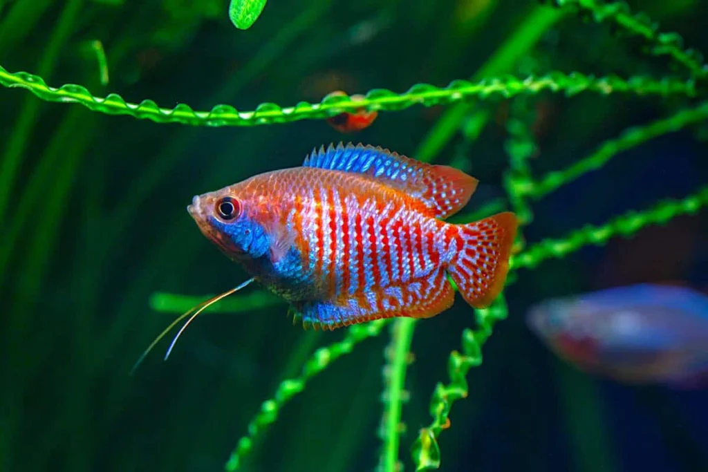 سلامت ماهی گورامی با اسپیرولینا