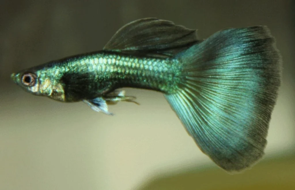 ماهی گوپی سبز زیبا