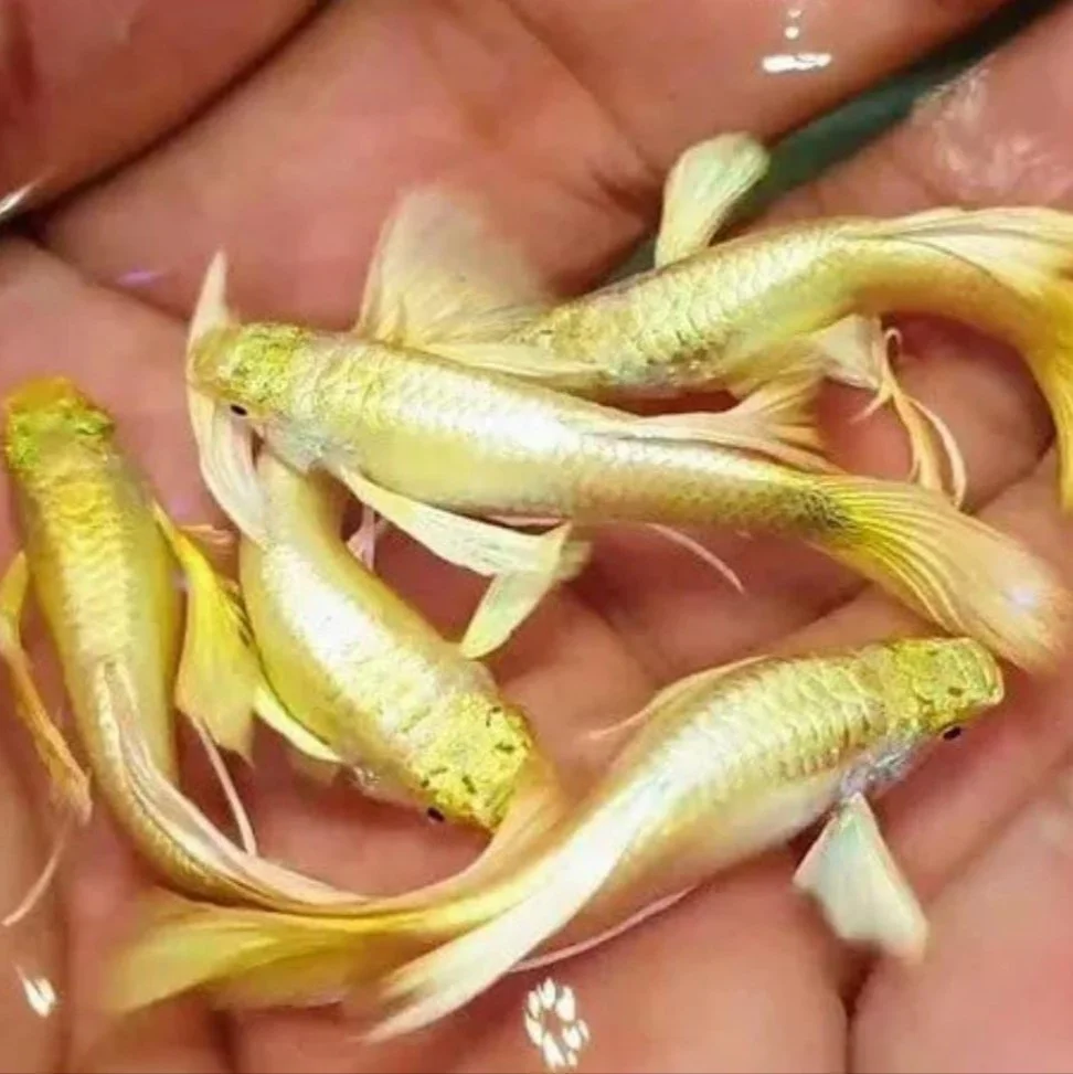 ماهی گوپی طلایی