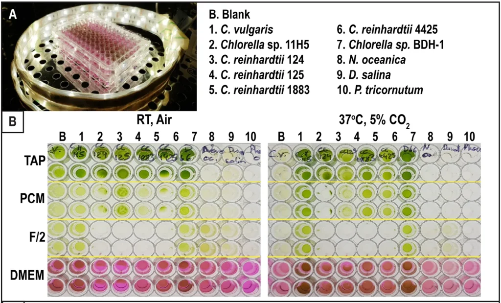 کشت همزمان کلرلا با سلول های جانوری