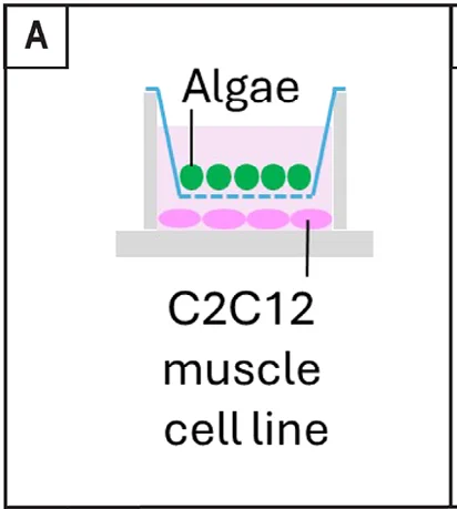 همزیستی کلرلا با سلول جانوری 1 ظرف کشت نیمه تراوا
