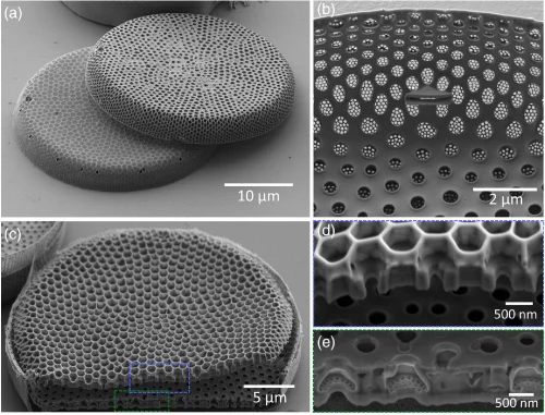 این تصویر ساختار دیاتومه را نشان می دهد